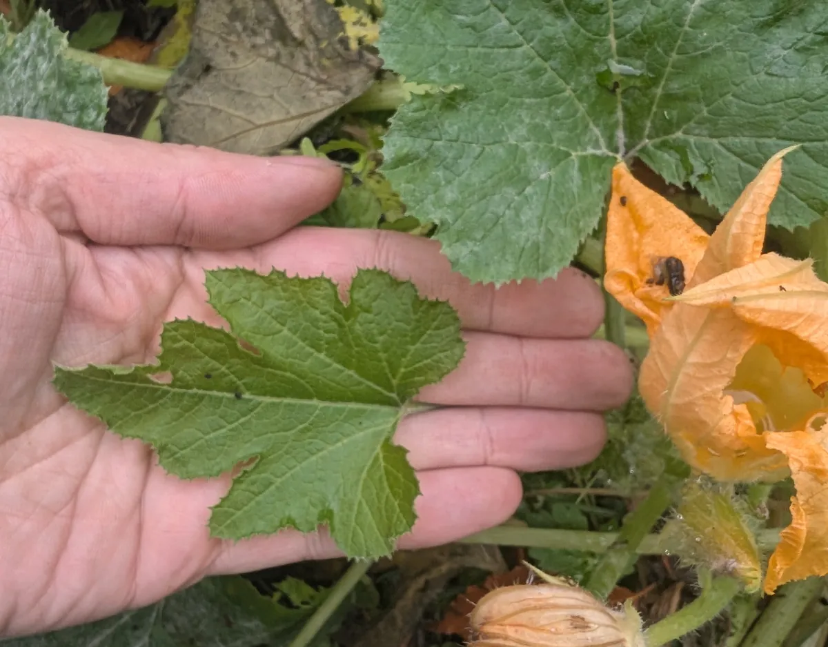 Jeune feuille de zucchini vert clair, sans poudre blanche, posée dans une main
