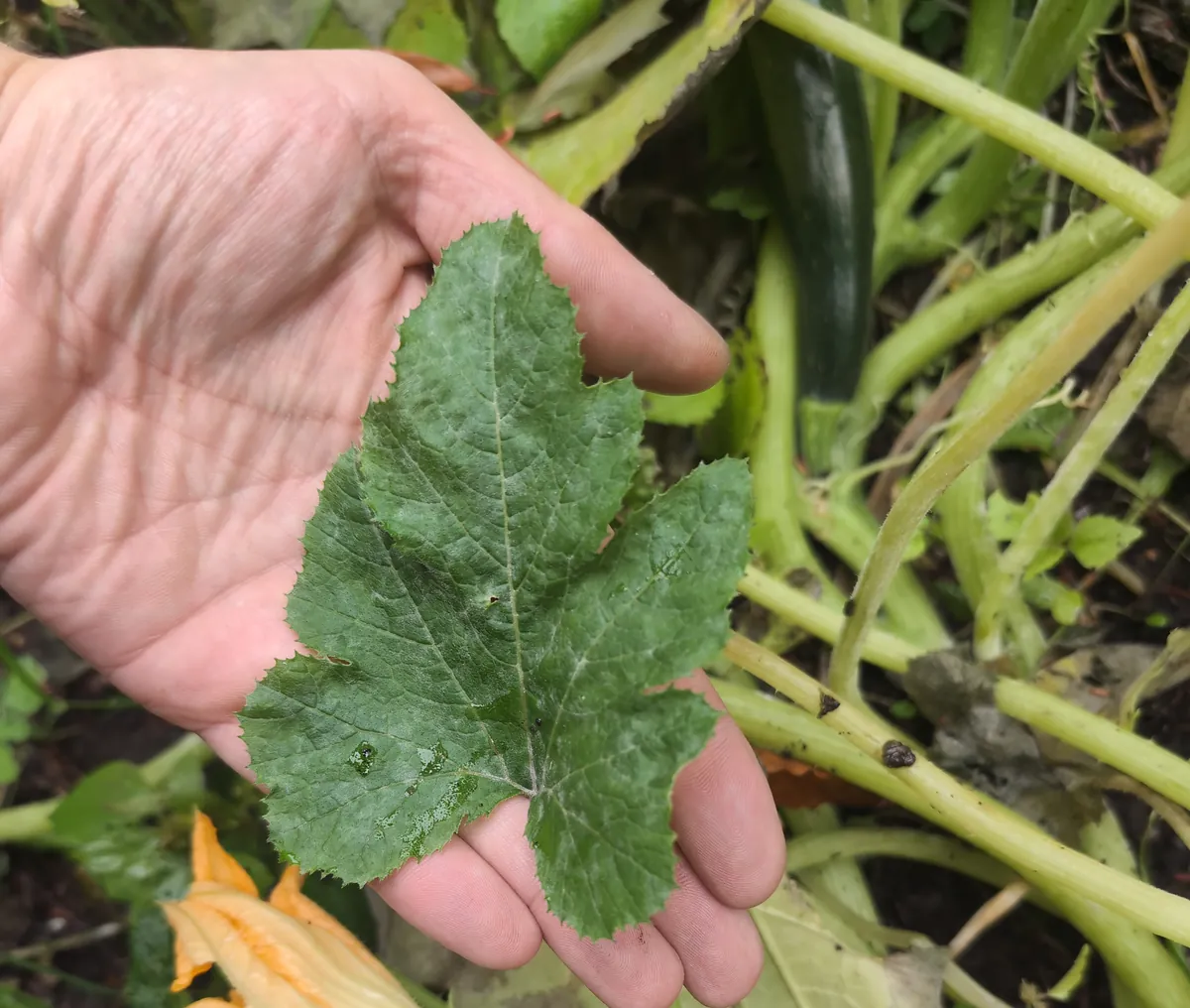 Feuille de zucchini plus foncée avec un léger voile blanc, tenue dans une main