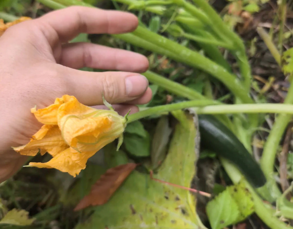 Fleur mâle de zucchini orange, refermée, au bout d'une longue tige fine tenue près d'une main