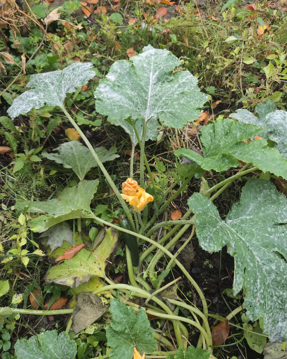 Plant de zucchini en fin de saison, grandes feuilles couvertes de poudre blanche, fleur orange et petit zucchini au centre
